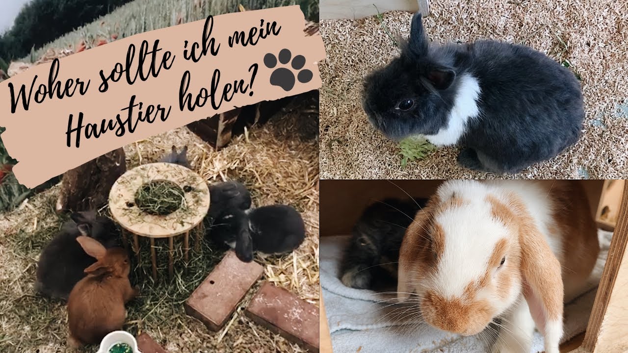 Tierheim, Züchter oder Zoohandlung? // Warum man Tiere aus dem Tierschutz adoptieren sollte