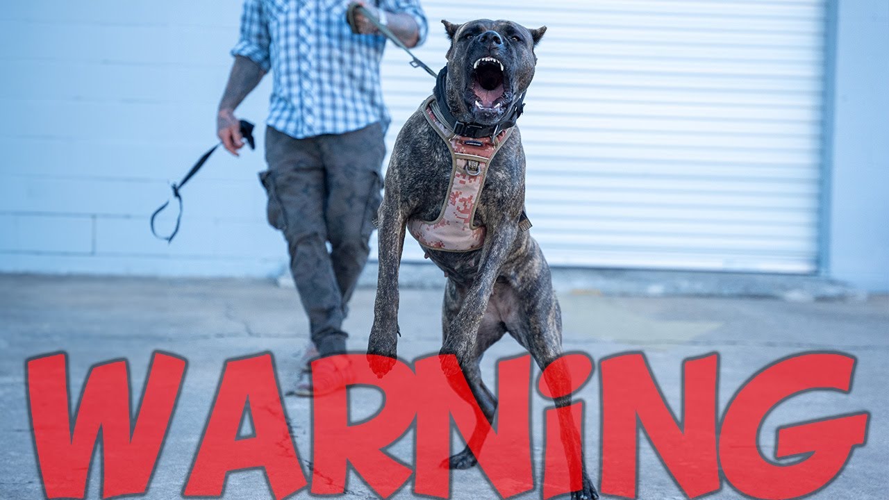 Want a Presa Canario Protection Dog - What You Should Know