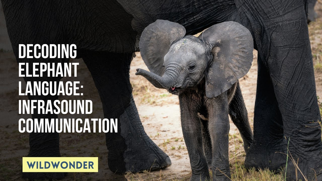 Unveiling the Hidden Communication: The Secret Language of Elephants Revealed