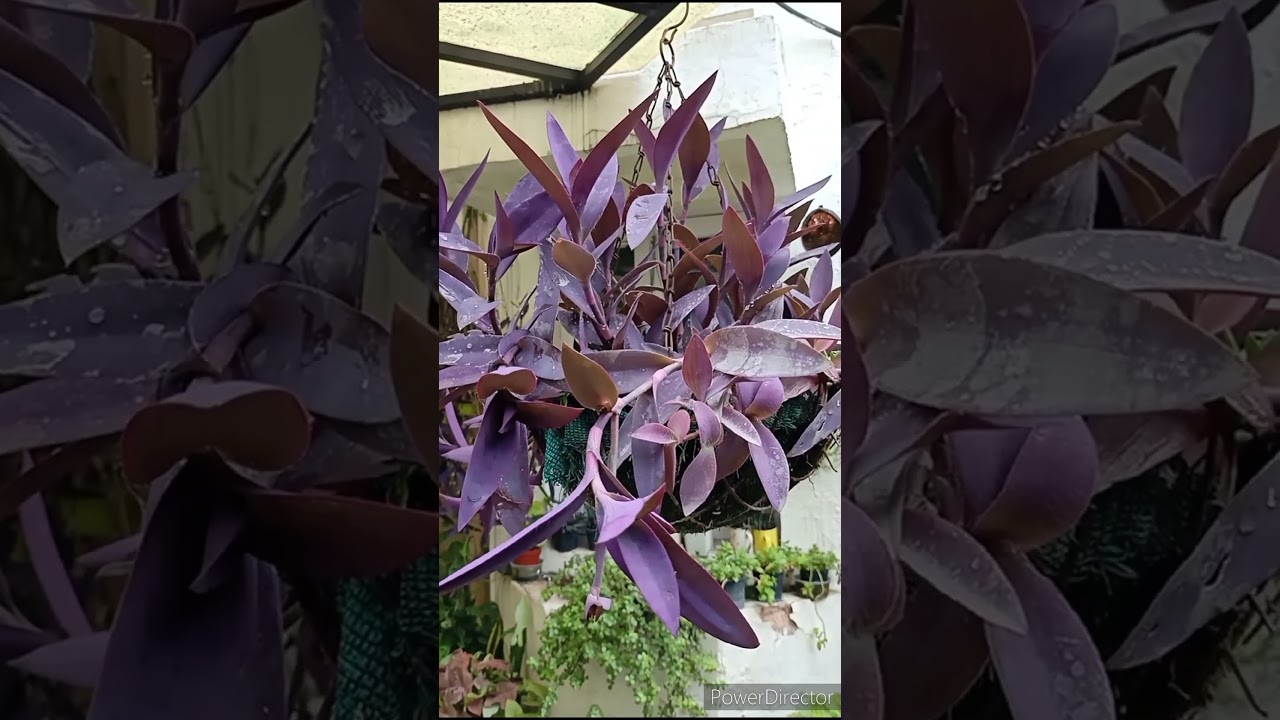 Purple Heart Hanging Basket for your Balcony/Terrace