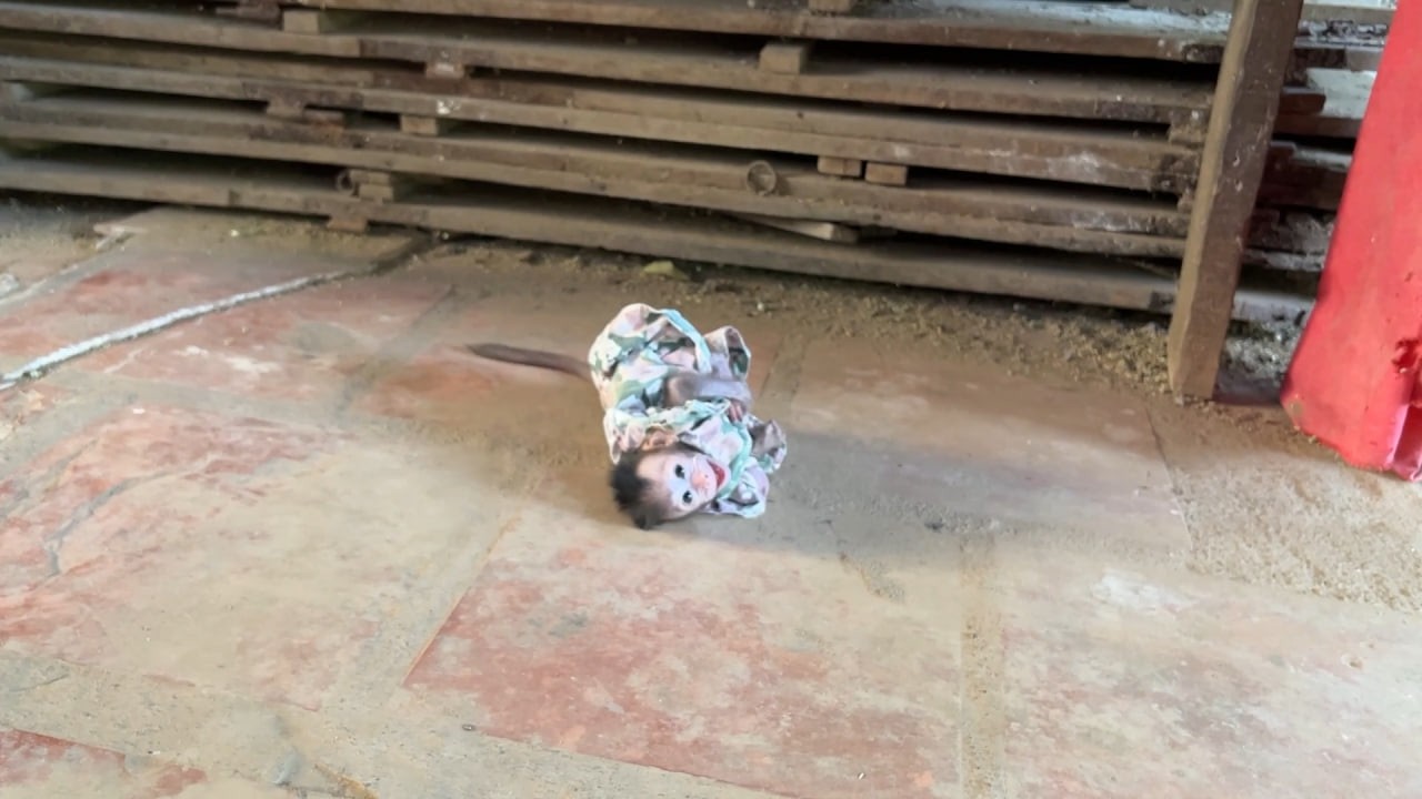 Naugh-Ty Monee Rolling On The Ground Rejected To Walk And C-r-y