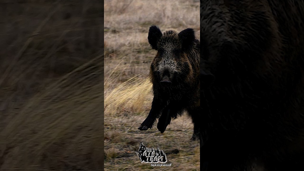 #atateam #chasseausanglier #domuz #domuzavi #wildboar #wildhogs #wildlife #sanglier #ata