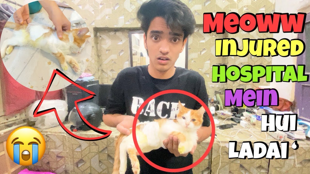 Meaww ka ho gya Accident 😱 hospital mein hui ladai 🤬😡 #pets #pet #petlover #cat #cats #youtube #cat 