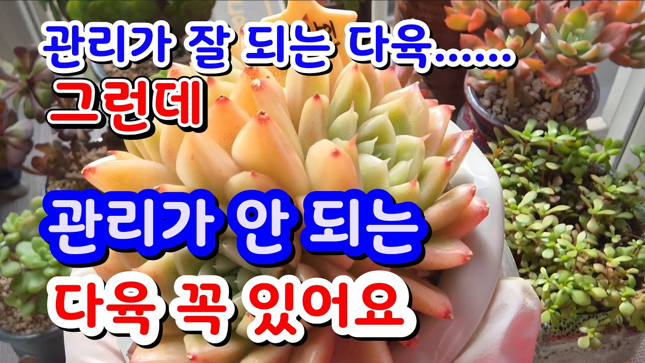 다육 좋아하는다육 이뻐요. 하지만 뒷전으로 밀린 다육 꼭 있어요