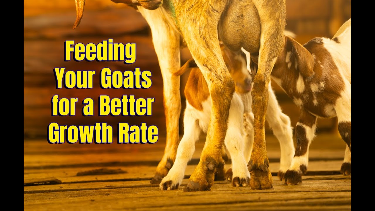 Feeding Your Goats for  a Better Growth Rate