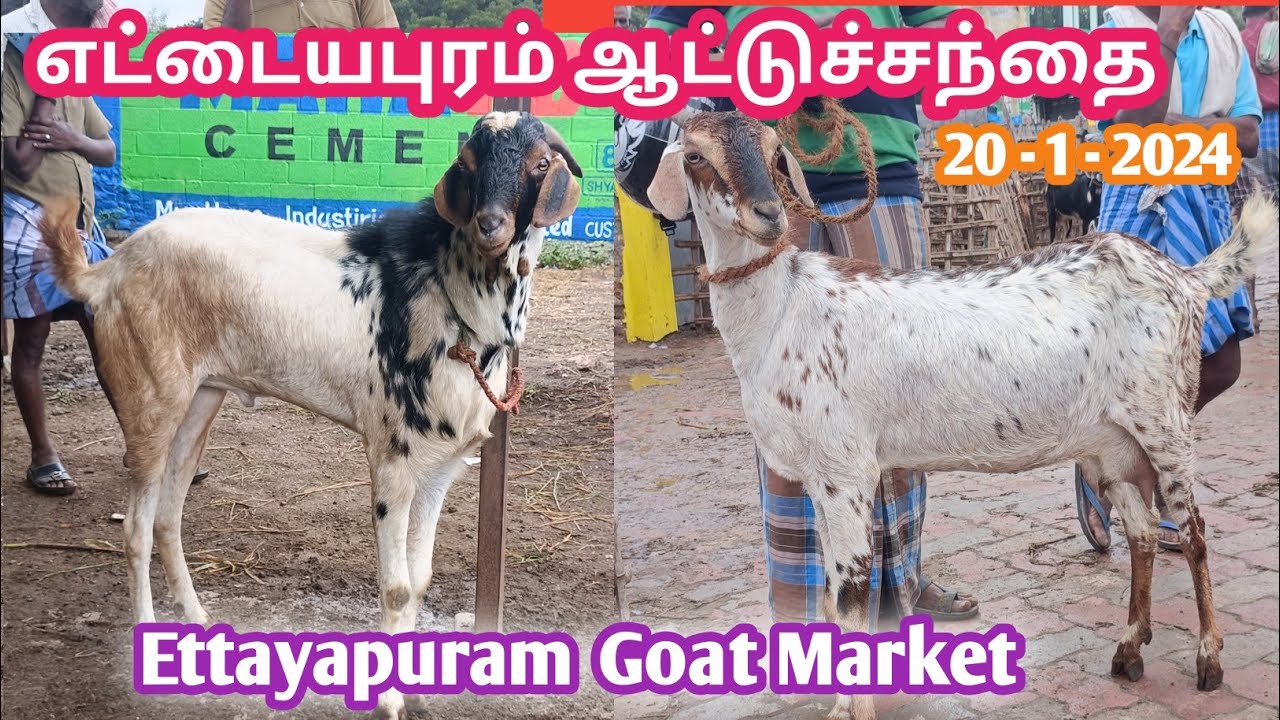 20 - 01 - 2023 | எட்டையபுரம் ஆட்டுச்சந்தை | Ettayapuram Goat Market | @kalnadai tholan | கொடி ஆடு