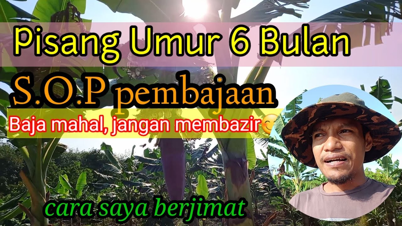 Pembajaan dan penjagaan pisang. Baja taiwan harga israil..