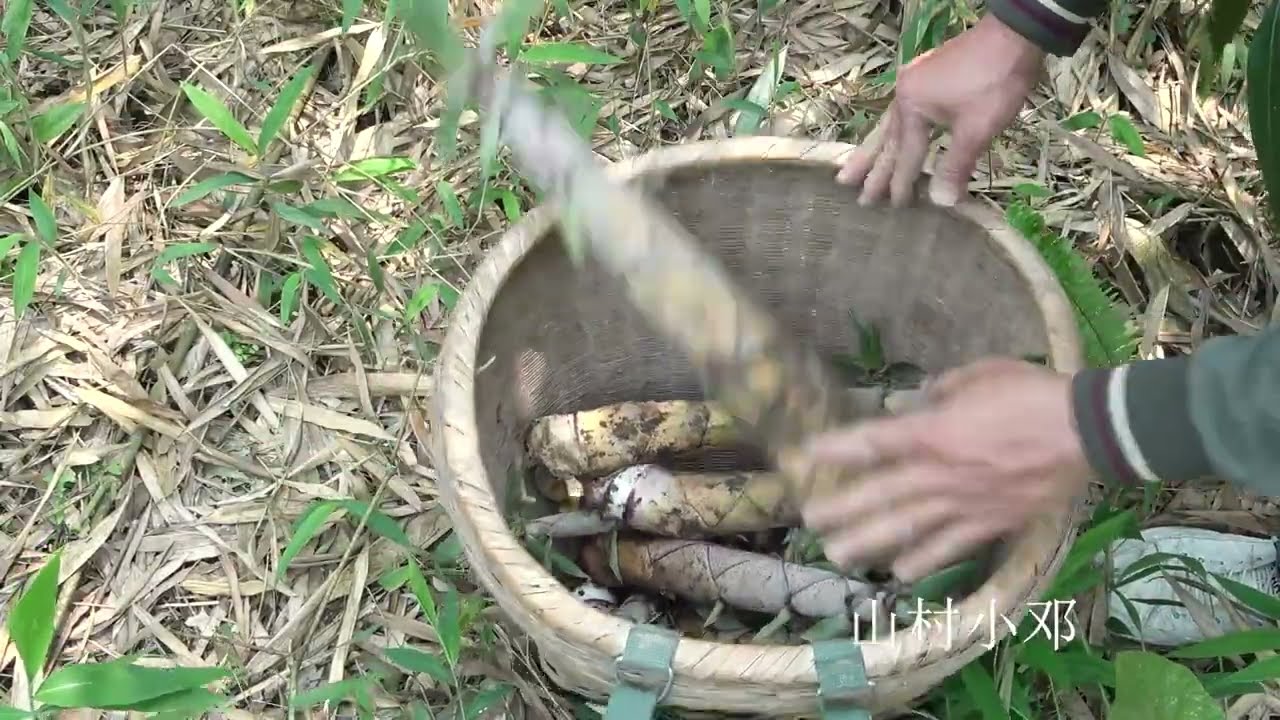 下雨过后春笋都冒出来了，全是又大又粗的新笋子，挖的真过瘾
