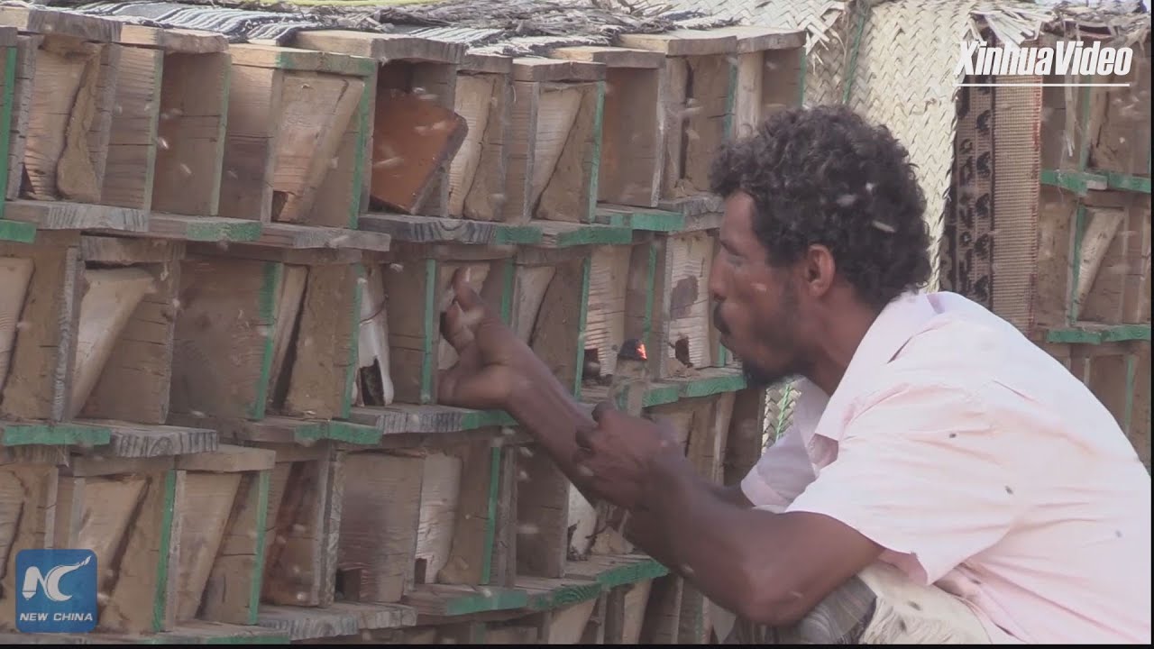 Yemeni beekeepers struggle to survive amid war