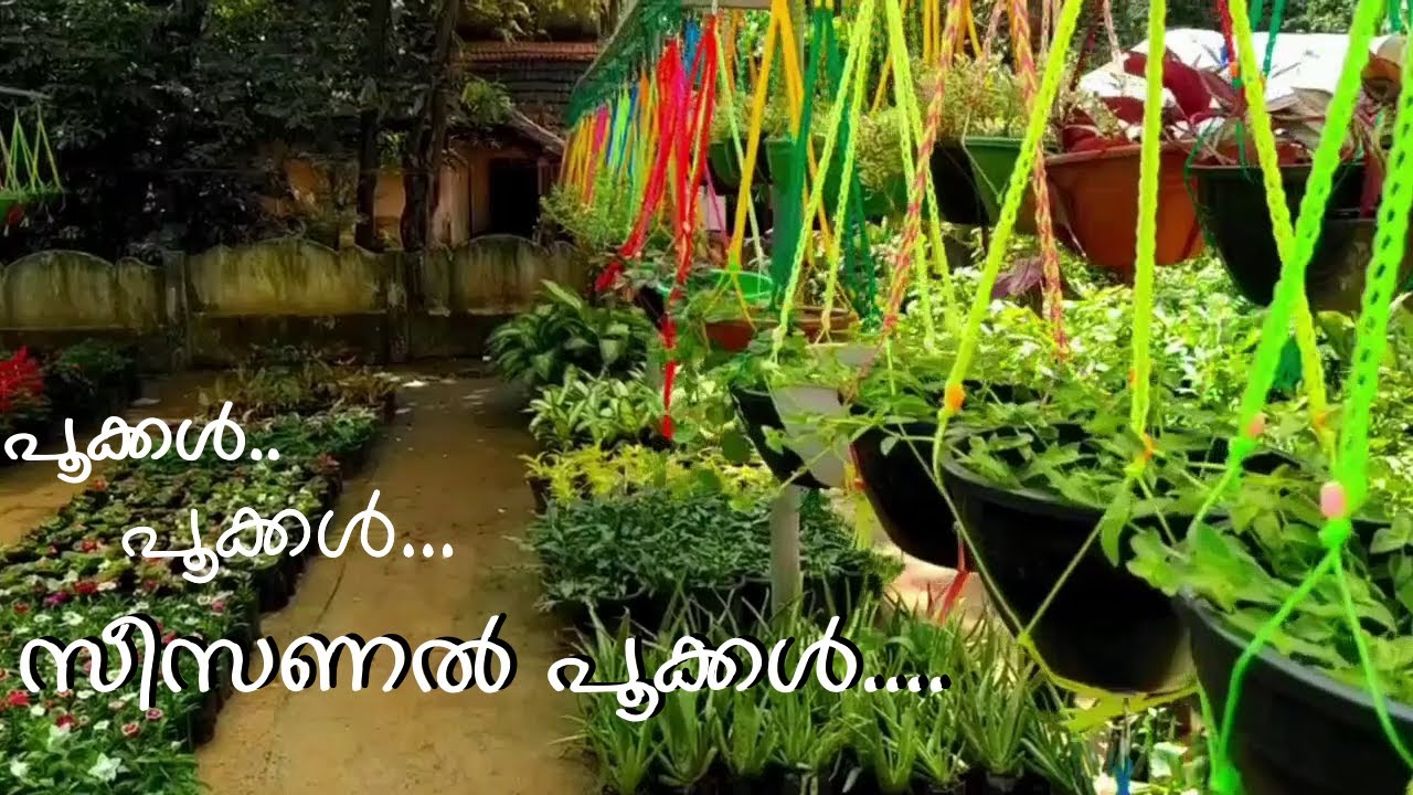 Mannuthy Madakkathara flowers & fruits nursery -  - Morning Star Nursery Trending Seasonal Flowers