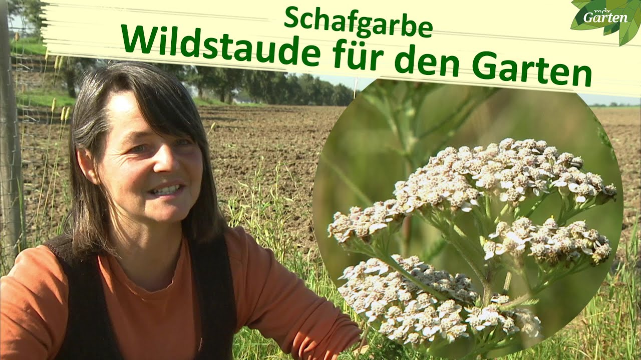 Schafgarbe: Vielseitige Wildstaude von der Wiese nebenan | MDR