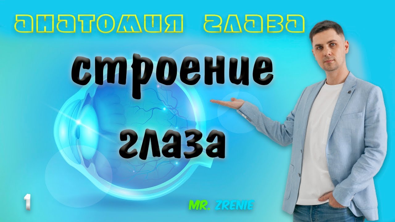Анатомия глаза | Строение глаза