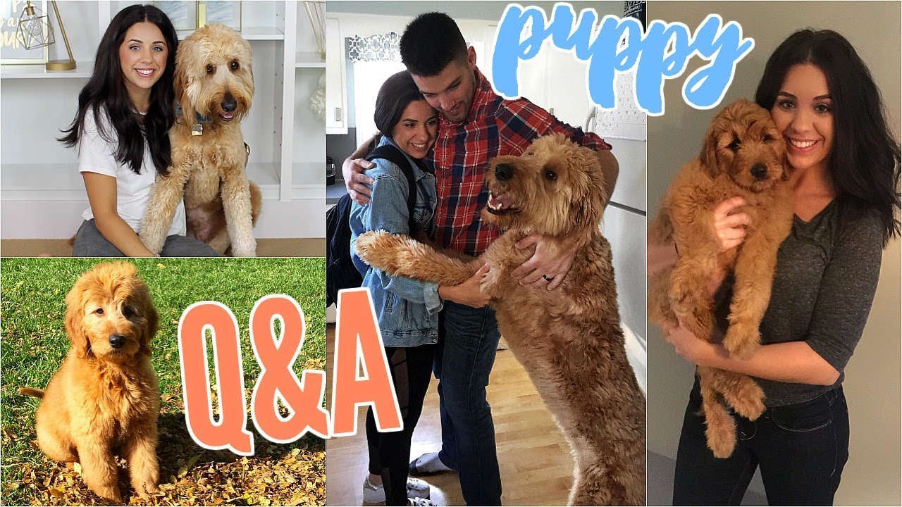 PUPPY Q&A! MY GOLDENDOODLE DUDE! HOW TO TRAIN YOUR DOG & OTHER THINGS I'VE LEARNED!