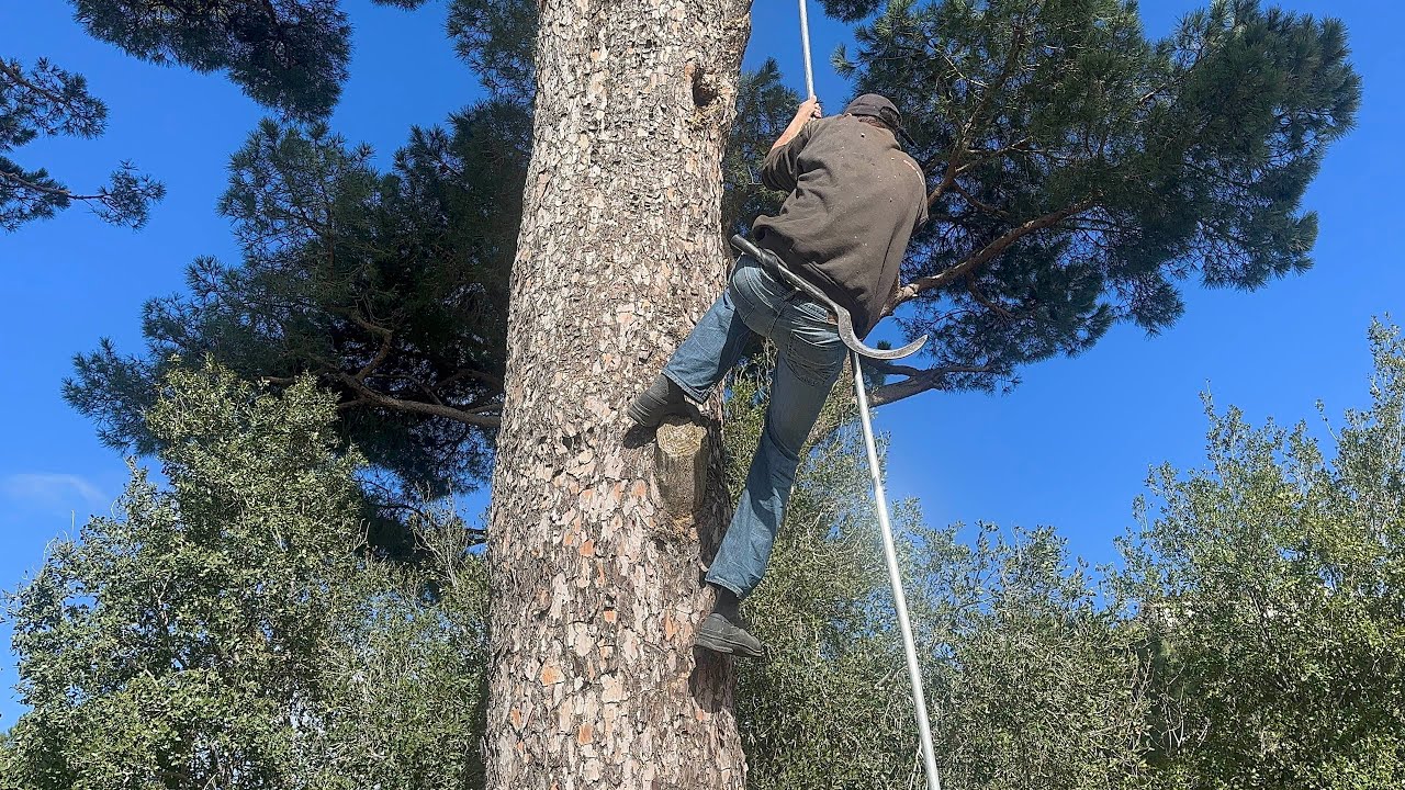  A Scary Job in Lebanon – Climbing a Giant Pine Tree Without Any Safety Rope
