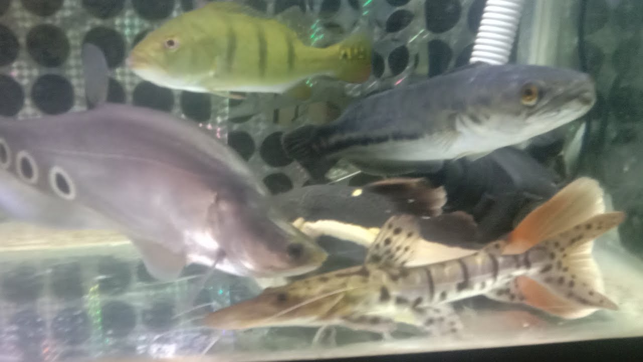 LIHAT  IKAN PREDATOR  RTc
