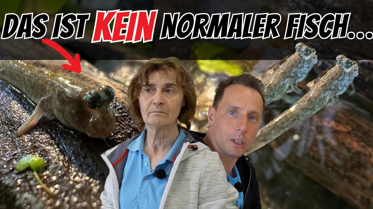 Schlammspringer - Der Fisch, der lieber an Land lebt! | Fischvorstellung