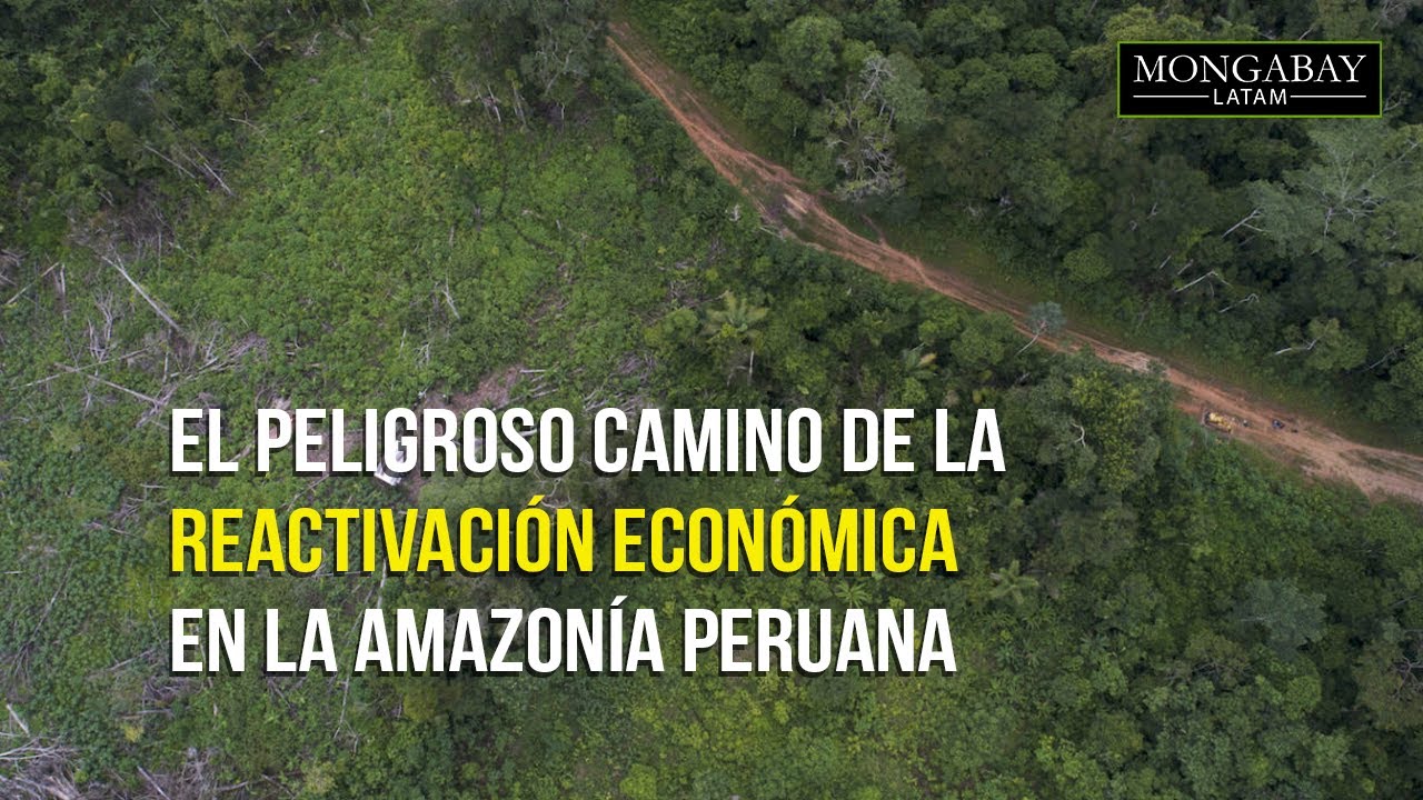 El peligroso camino de la reactivación económica en la Amazonía peruana