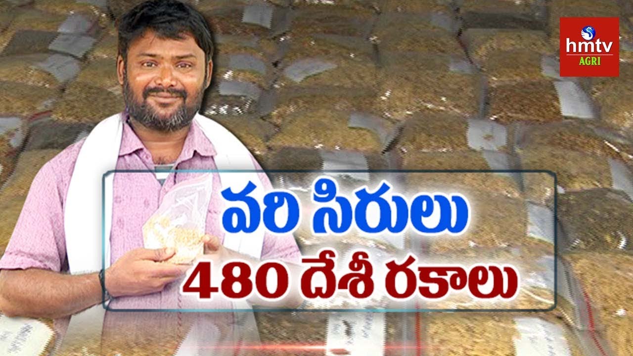 రైతును రాజుగా మార్చడమే లక్ష్యం | 480 Desi Paddy Varities | Farmer Siva Prasad Raju | hmtv Agri
