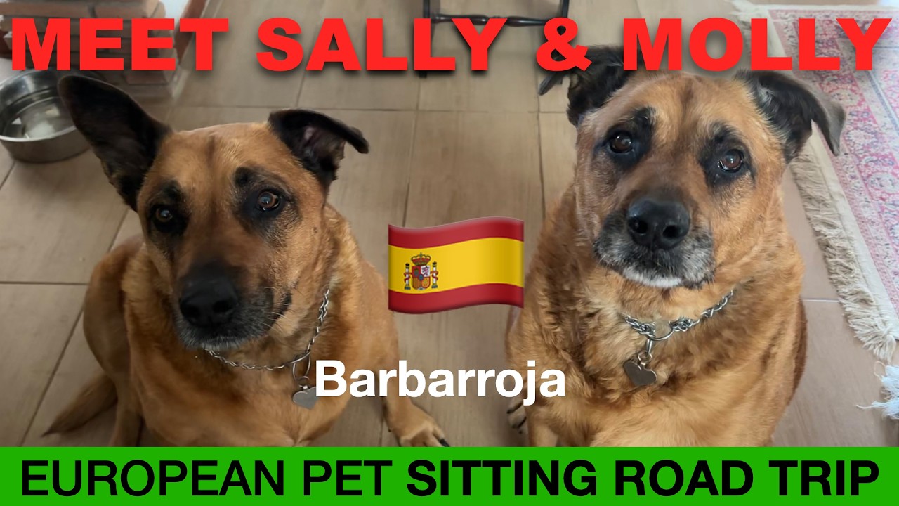 A repeat sit in the Spanish countryside. Meet Sally & Molly. Barbarroja Alicante. 🇪🇸🇪🇸