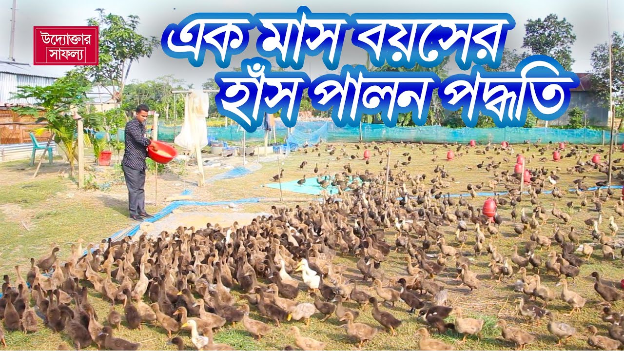 এক মাস বয়স থেকে ডিম আসা পর্যন্ত হাঁস পালন পদ্ধতি । ডিম আসা পর্যন্ত কতো খরচ হয় দেখুন। Duck farm