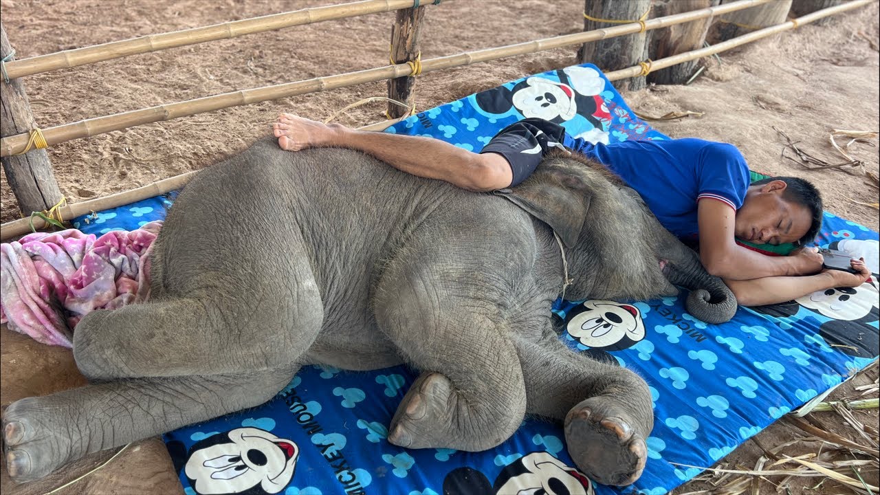 สุขจนล้น😂🤭เกินคำว่าช้าง