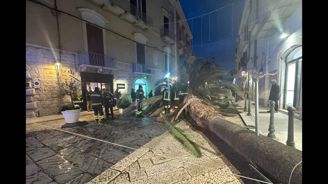 Trani - Da Piazza Libertà cronaca di una tragedia mancata: la caduta della palma