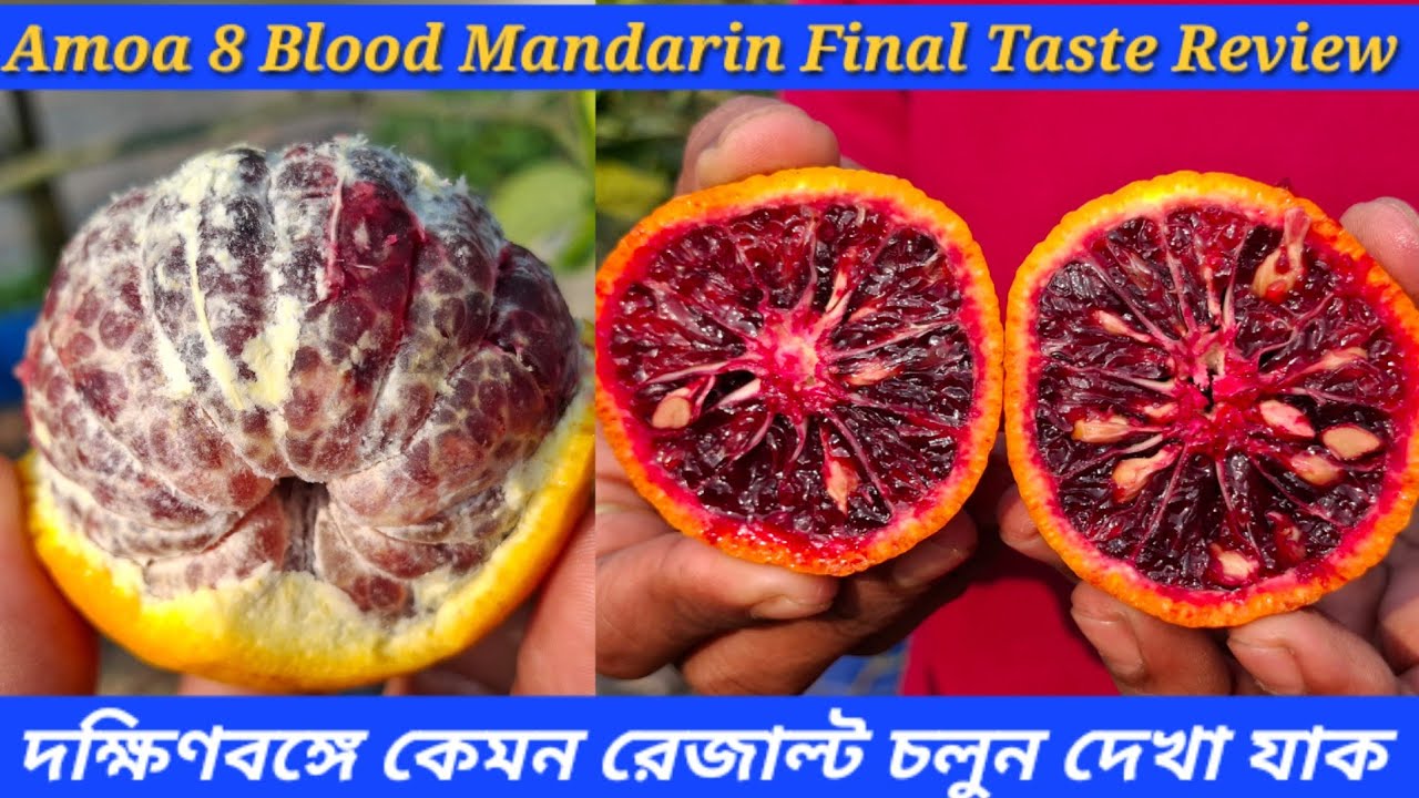 Amoa 8 Blood Mandarin Final Taste Review / এবছর দক্ষিণবঙ্গে কেমন রেজাল্ট চলুন দেখা যাক