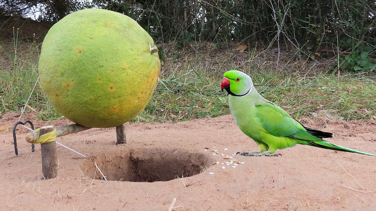 Creative Underground Quick Parrot Bird Trap Using Grapefruit And Wood - Easy Install Traps