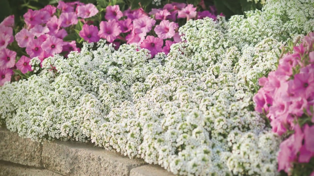 Princess® & Knight® Lobularia from Proven Winners