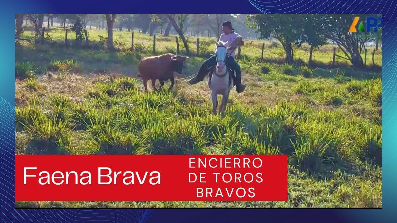 Encierro de Toros Bravos | Ganadería La Palestina, Sampués 2022 - 2023