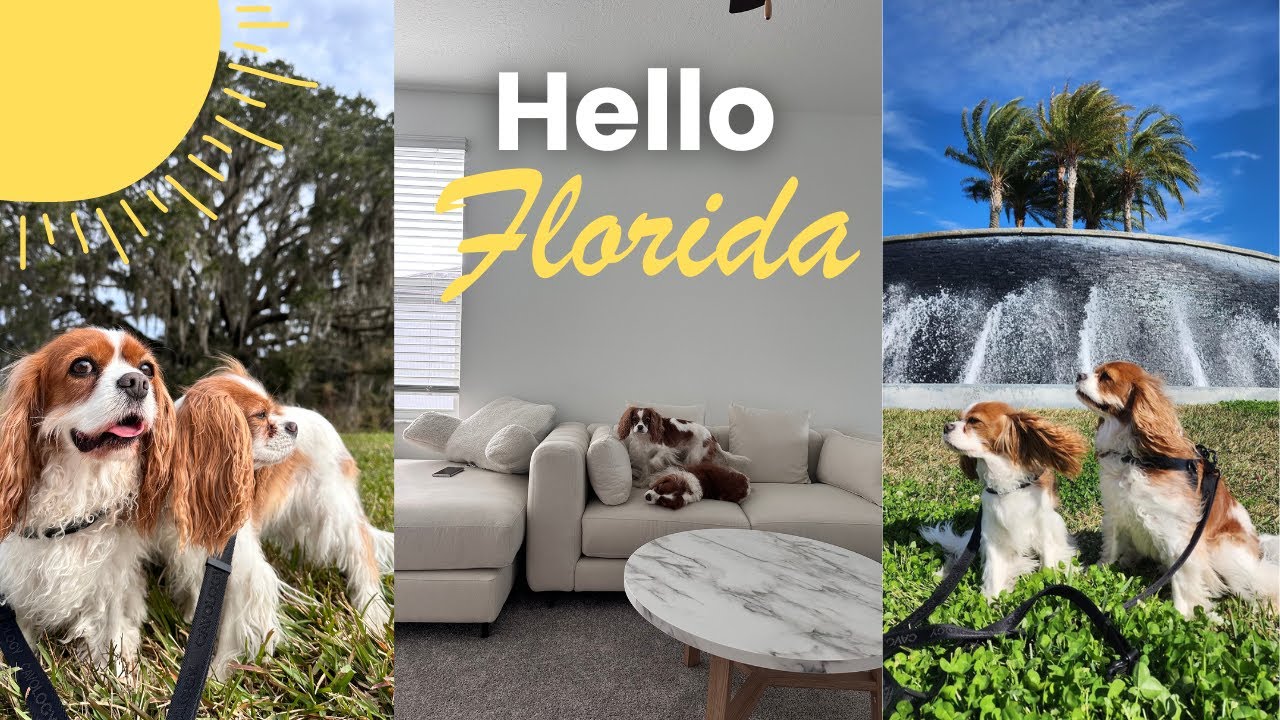 HOW MY DOGS ADAPT TO A NEW ENVIRONMENT // Living in Florida with Cavalier King Charles Spaniels