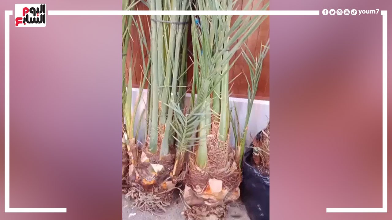 أغلى نخلة فى العالم على أرض مصر.. نوعها وإنتاجها مفيش زيه