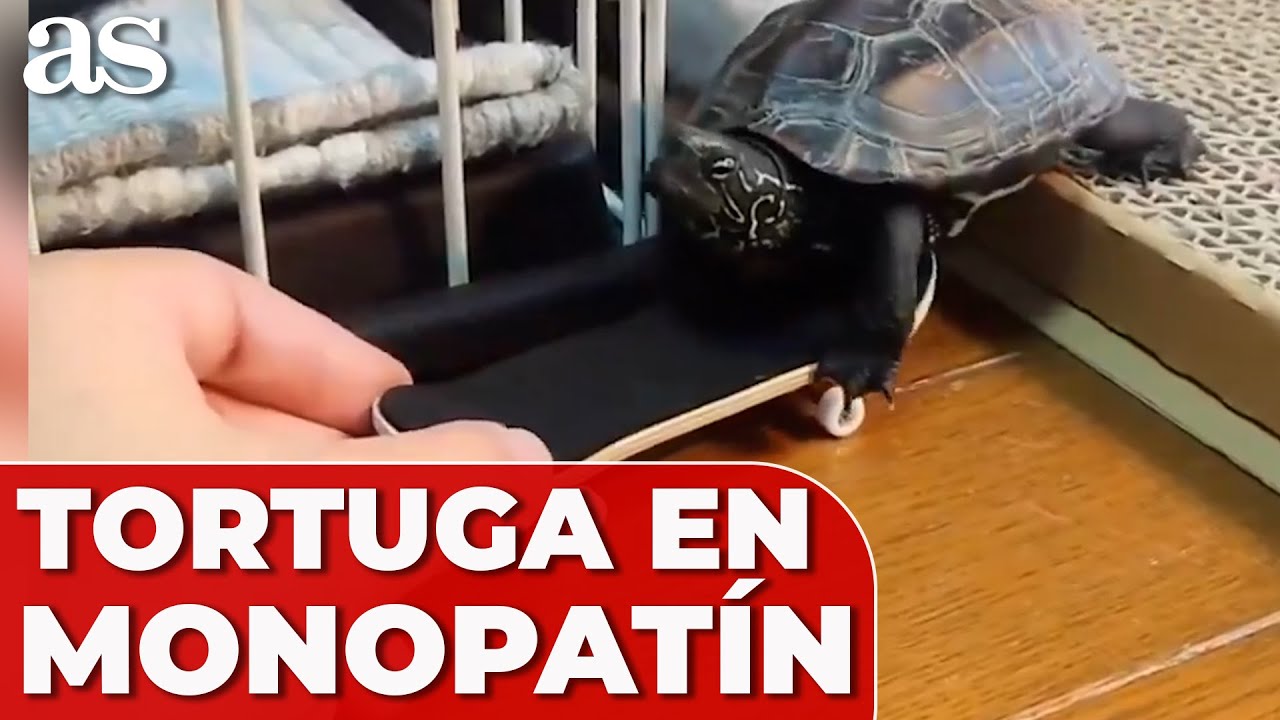 TORTUGA se hace VIRAL por ir en MONOPAT&Iacute;N