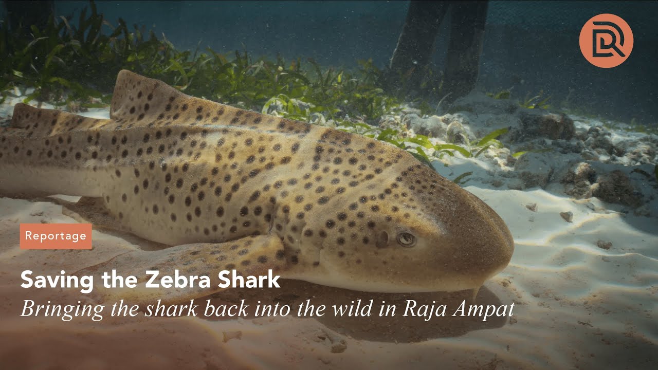 Saving the Zebra shark