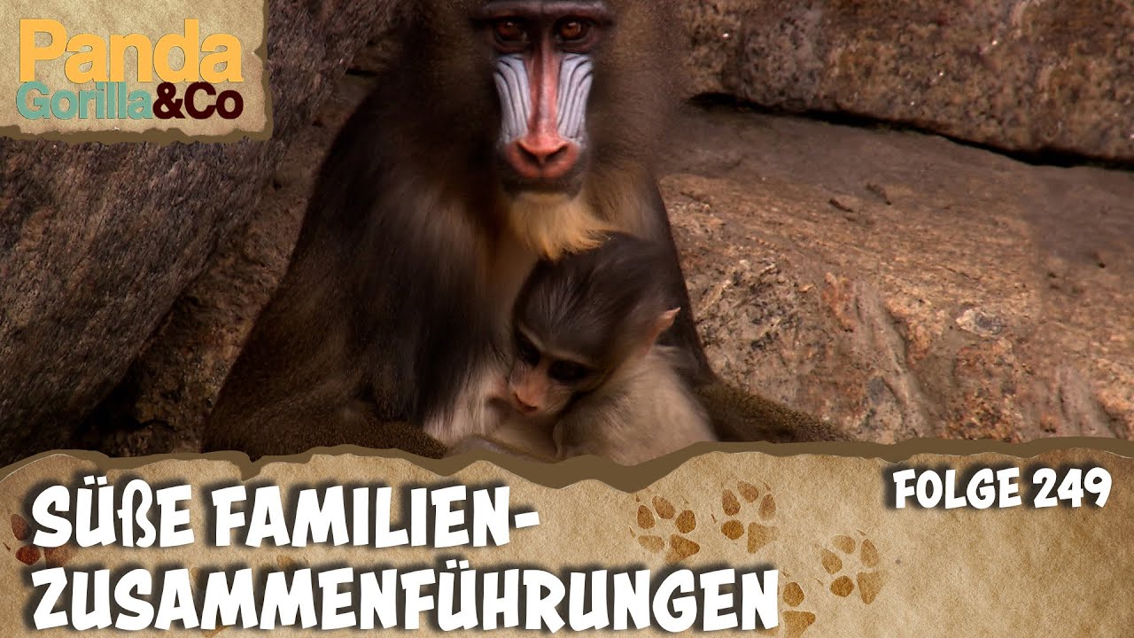 Die Familie steht an erster Stelle | Panda, Gorilla & Co.