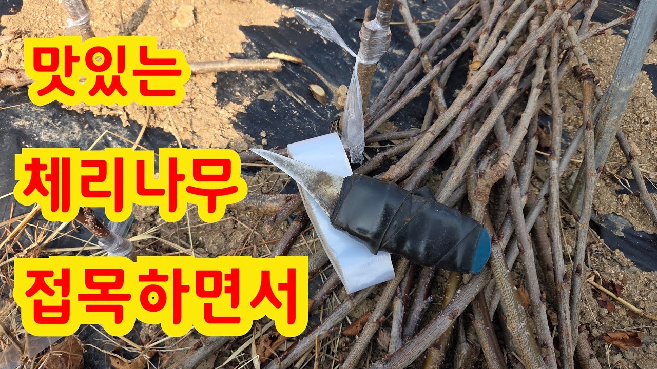 2026년 3월 11일. 맛있는 체리나무 접목하기