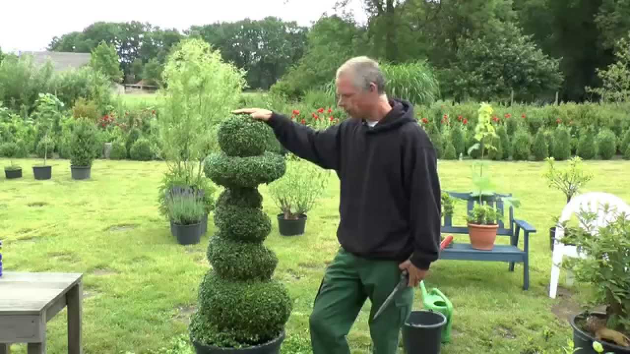 Buchsbaum Spirale schneiden. Buxus spiral cut :D