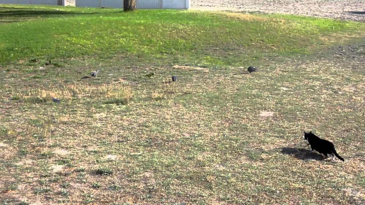 Katze schleicht sich an Vögel ran - Jagdinstinkt bei Haustieren