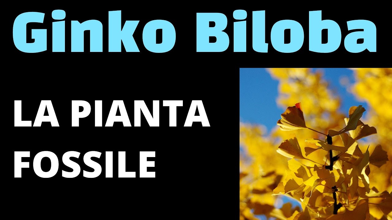GINKGO BILOBA LA PIANTA FOSSILE AMICA DELLA MEMORIA