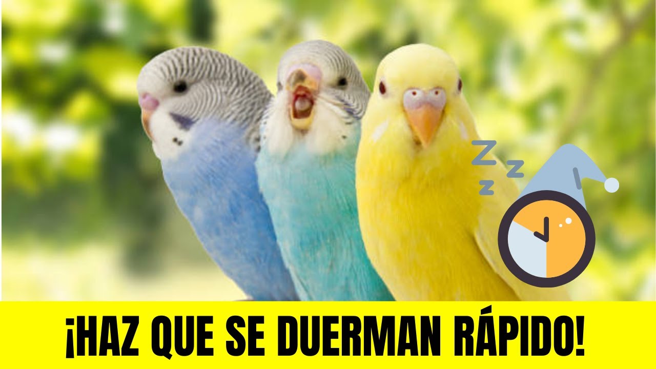 ✅ MÚSICA para DORMIR A TUS PERIQUITOS ¡RÁPIDO!