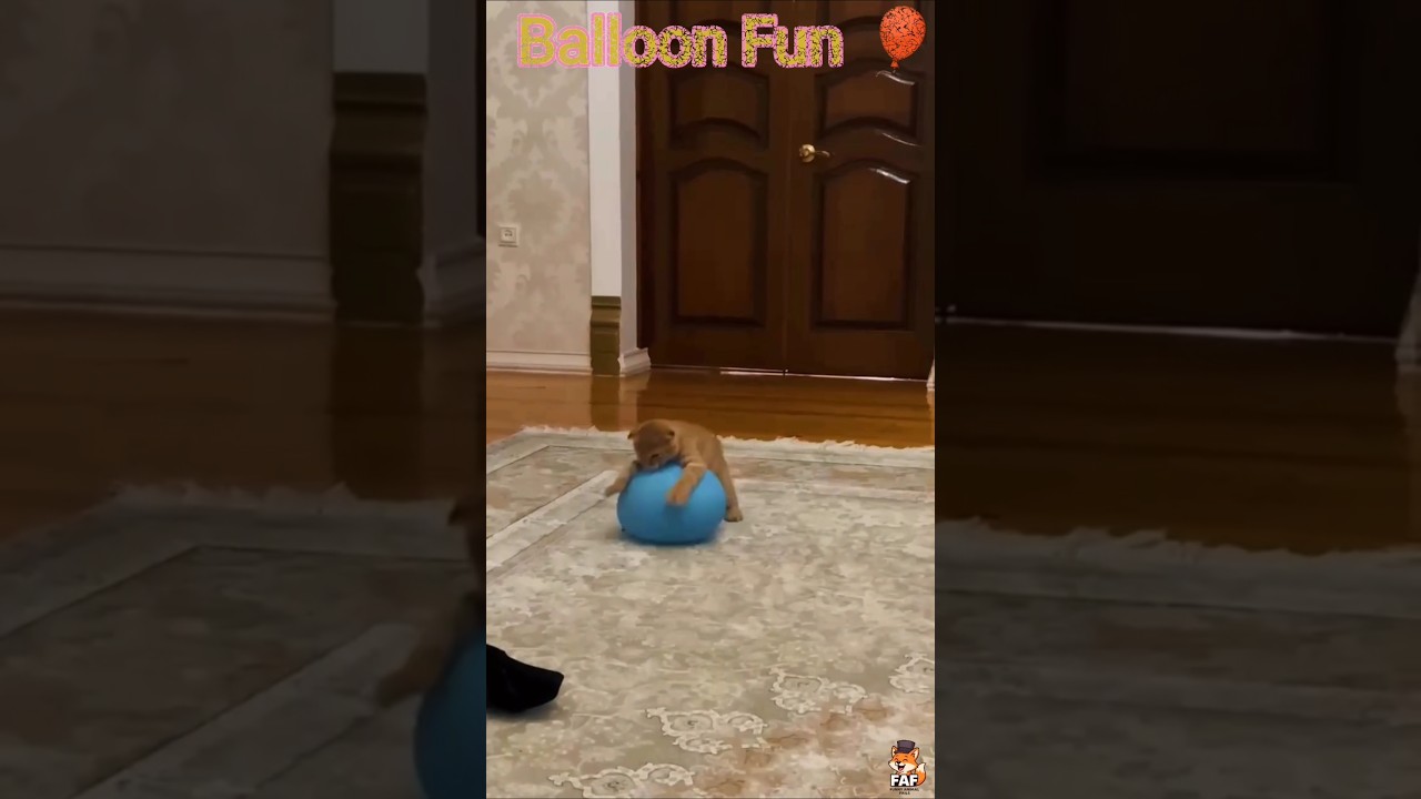 Cats, Dogs & Pure Chaos 😹🐶 | Funny Animal Fails