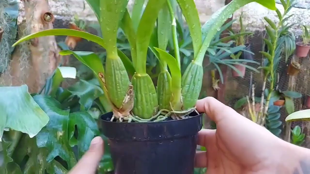PARE DE MOLHAR ERRADO! POR ISSO SUA ORQUÍDEA SEMPRE MORRE...