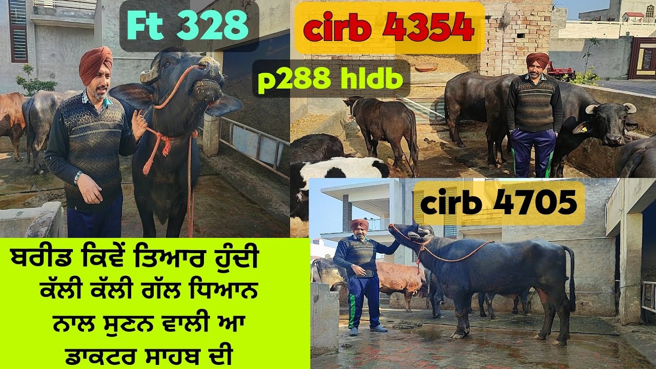 Breeding in murrah /top Bulls /Gholu bhai punjab moga /ਡਾਕਟਰ ਸਾਹਬ ਦੀਆਂ ਗੱਲਾਂ ਸੁਣਨ ਵਾਲੀਆਂ #hldb#cirb