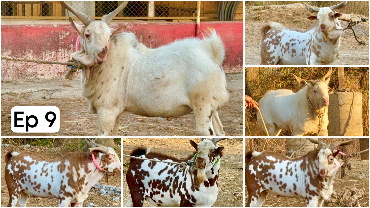 JD Goat Farm Ramadan Series Ep 9 |  Barbari Andul Goats
