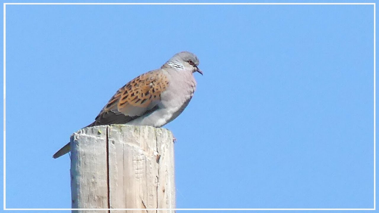 European Turtle Dove call | Streptopelia turtur | British Birds