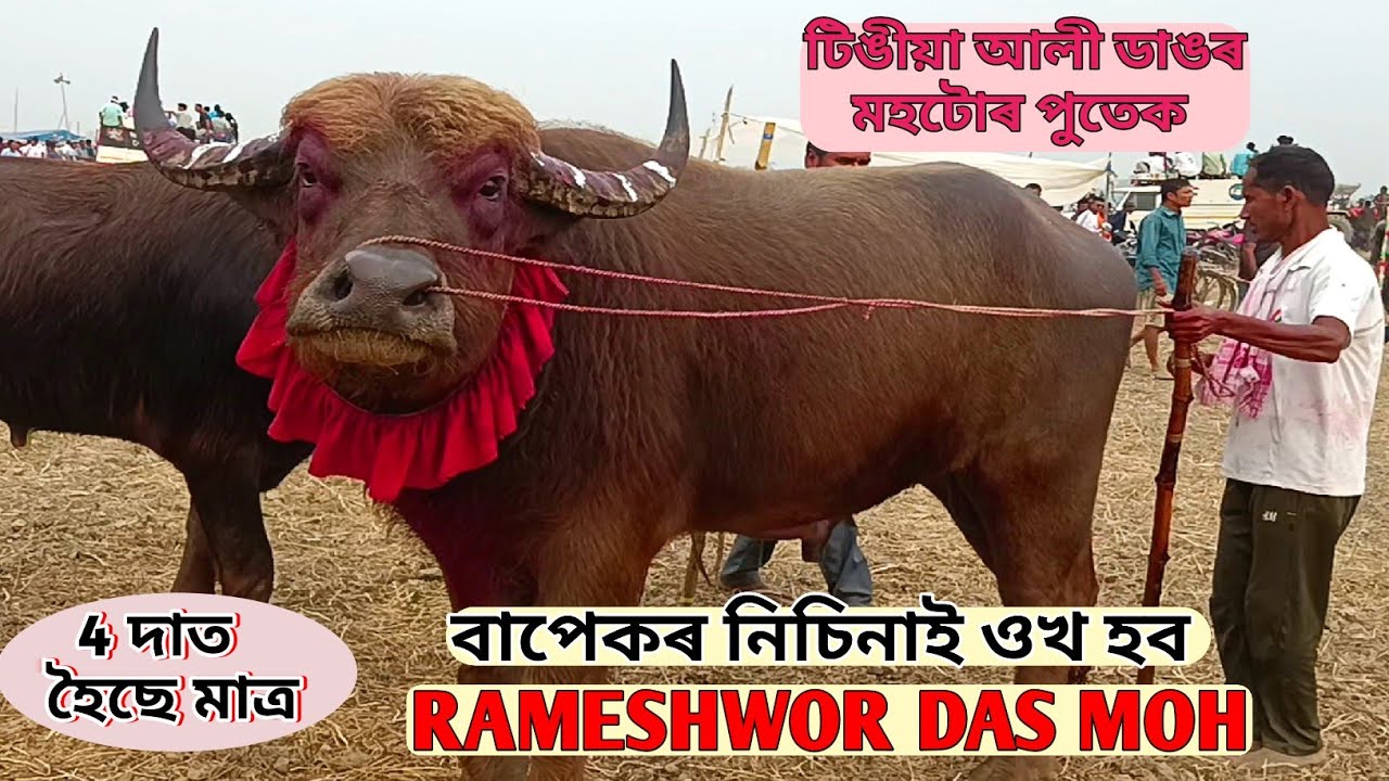 ৰামেশ্বৰ দাস মহ  বহুত ওখ মহ 4 দাত হৈছেহে মাত্ৰ / RAMESHOR DAS MOH  / ASSAM GAMING FARUK 