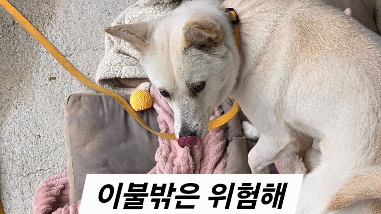 이불밖은 위험해, 겁쟁이 행복이 #산책 무서워