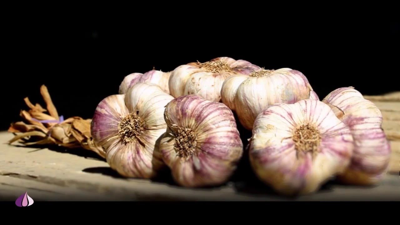 D&eacute;couvrez l'AOC Ail Violet de Cadours / ITW S&eacute;bastien Taupiac