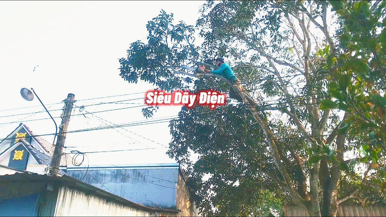 Cưa Cây Xoài Siêu Khủng Trước Nhà, Siêu Dây Điện / Sawing a Super Powerful Mango Tree | P241