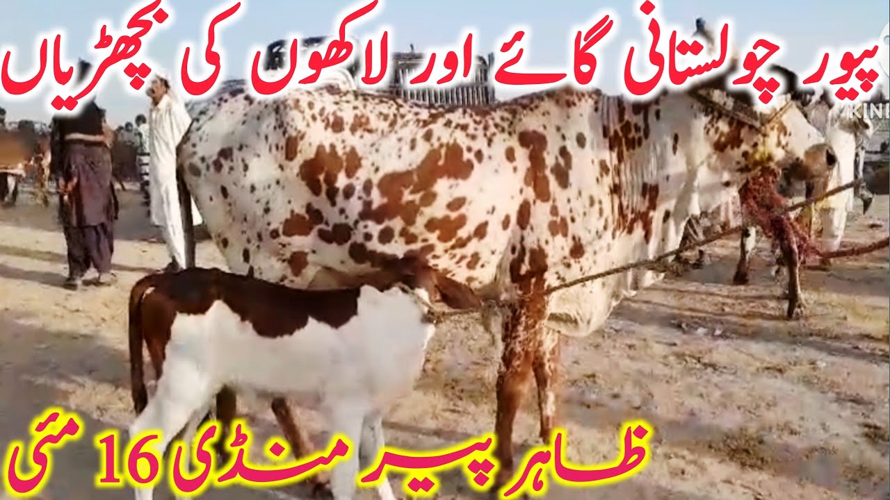 Pure Cholistani And Sahiwal  Cow And Bachri || Zahir Pir Cow Mandi || Mandi Star